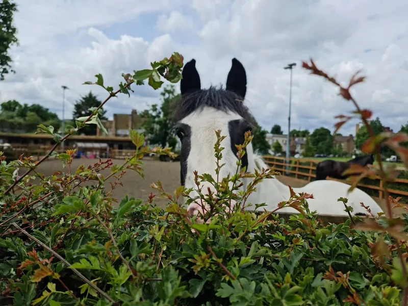 Ebony Horse Club