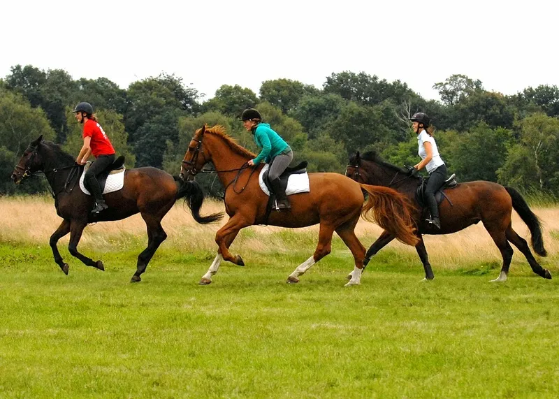 Wimbledon Village Stables