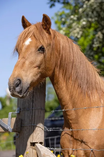 London Equine Therapy