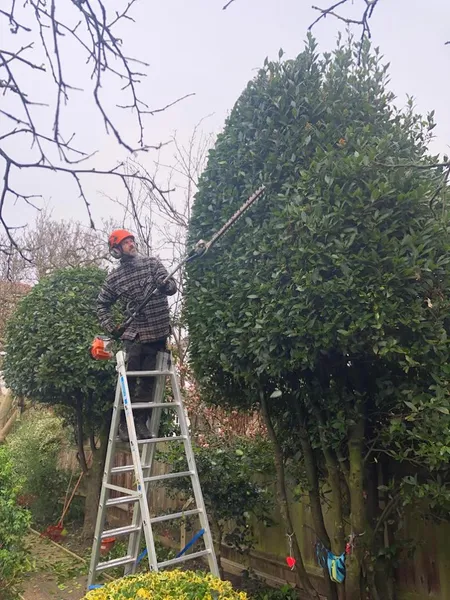 Tree Matters, Tree Surgeons