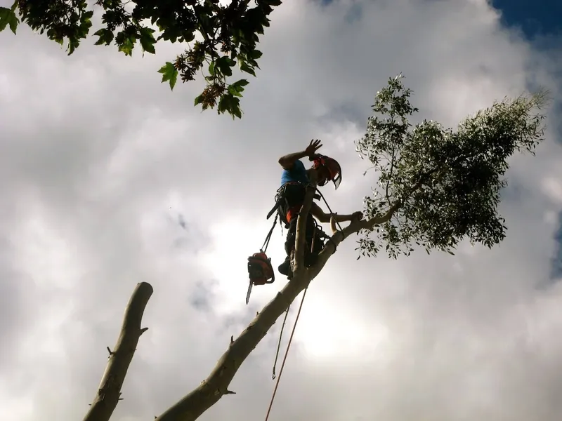 Tree Surgeons In South London