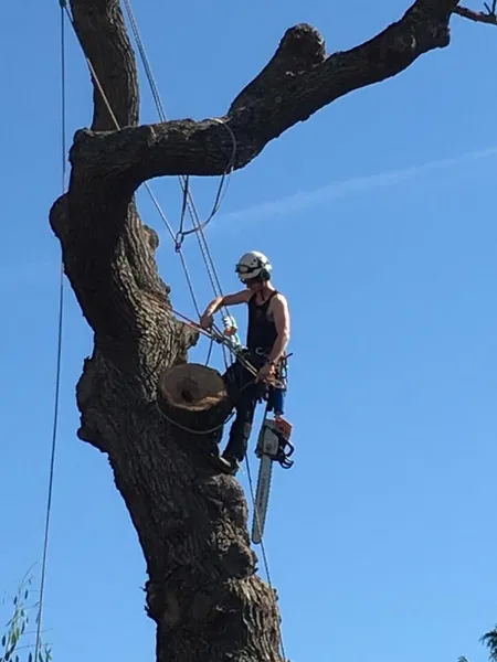 Foxy Tree Specialists