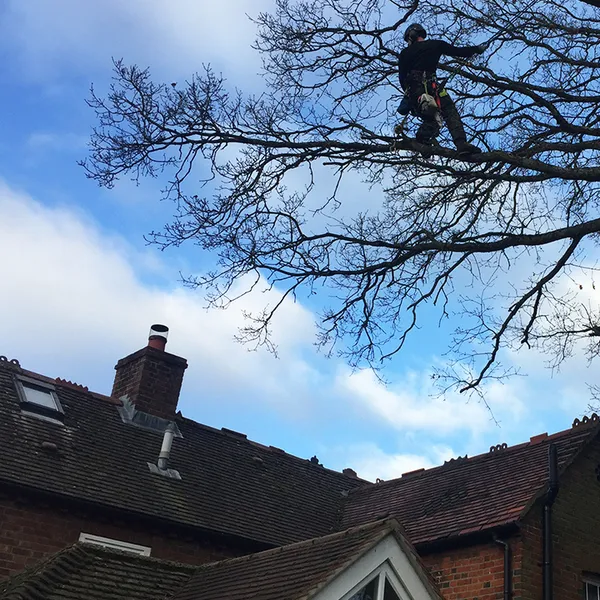 North London Tree Surgeons