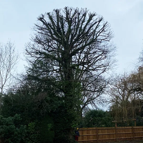 South London Tree Surgery