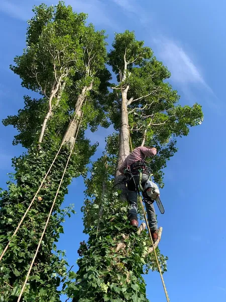 Arborista Tree Services