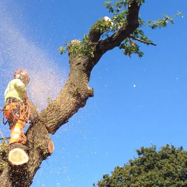 Birmingham Tree Surgeons