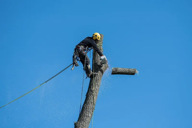 Tree surgeon Birmingham