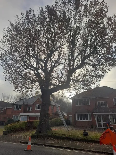 Davies Tree Services LTD