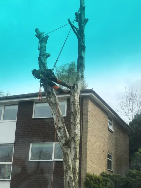 Wilsons Tree Services