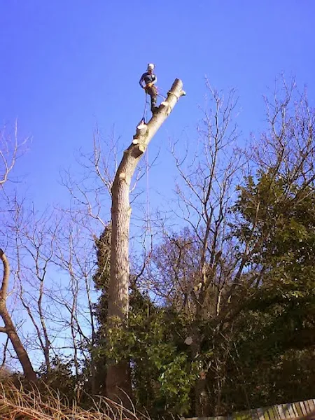 South Side Tree Surgery