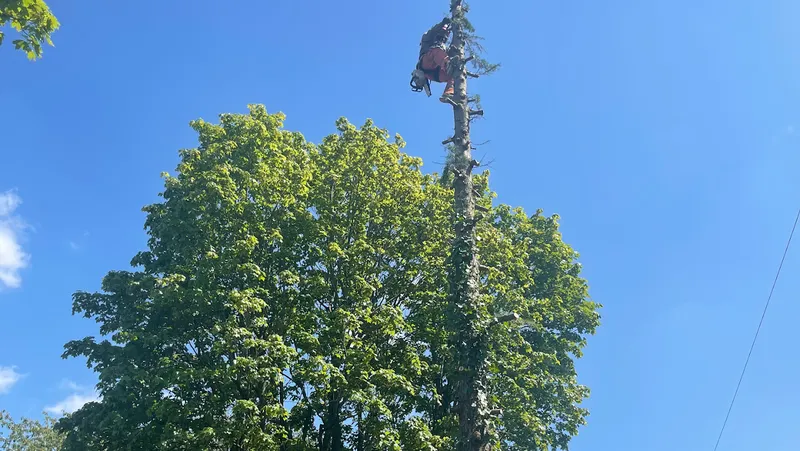 tree Surgeon Birmingham Khan