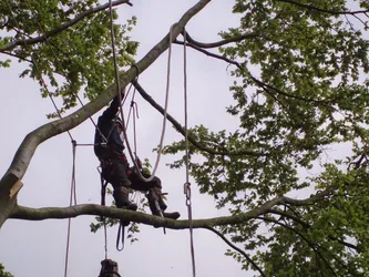 Best of 17 tree surgeons in Liverpool