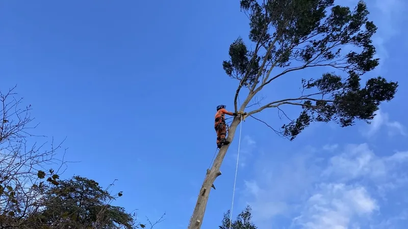 The Tree Felling Group