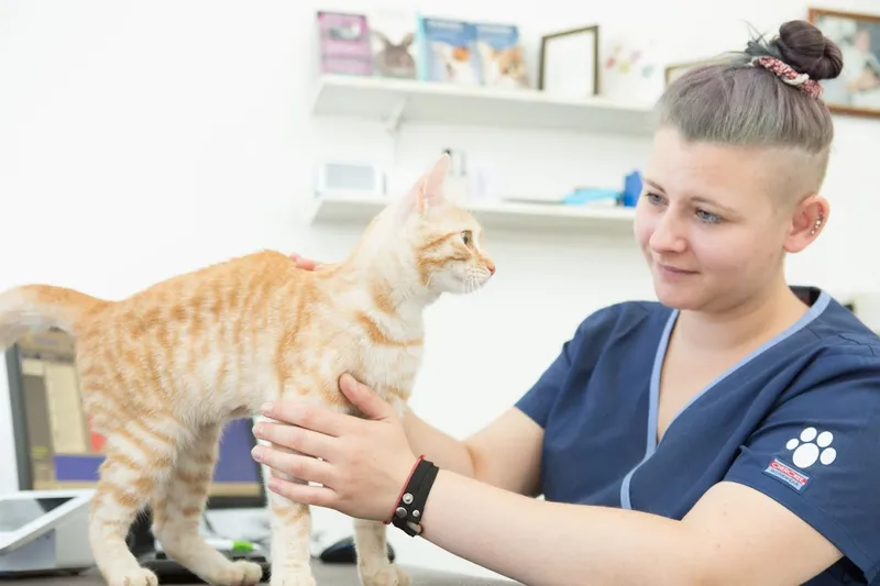 Mitcham Veterinary Surgery