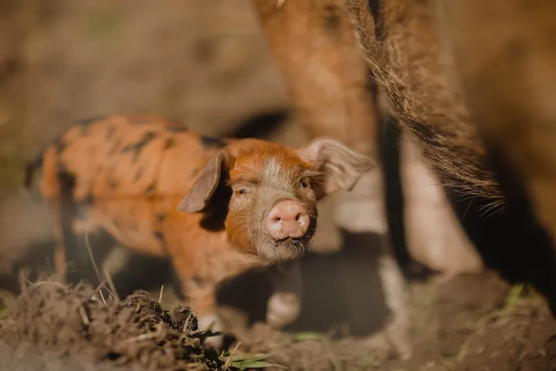 Whirlow Hall Farm Trust