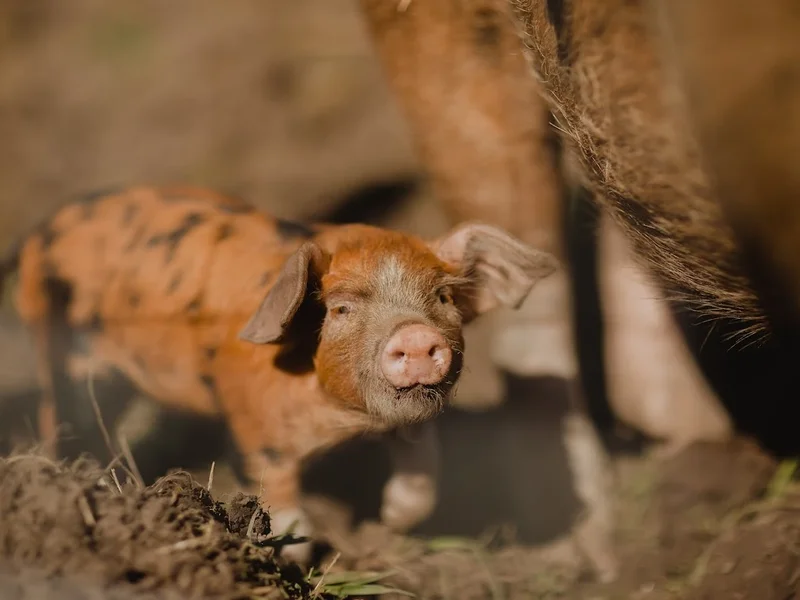 Whirlow Hall Farm Trust