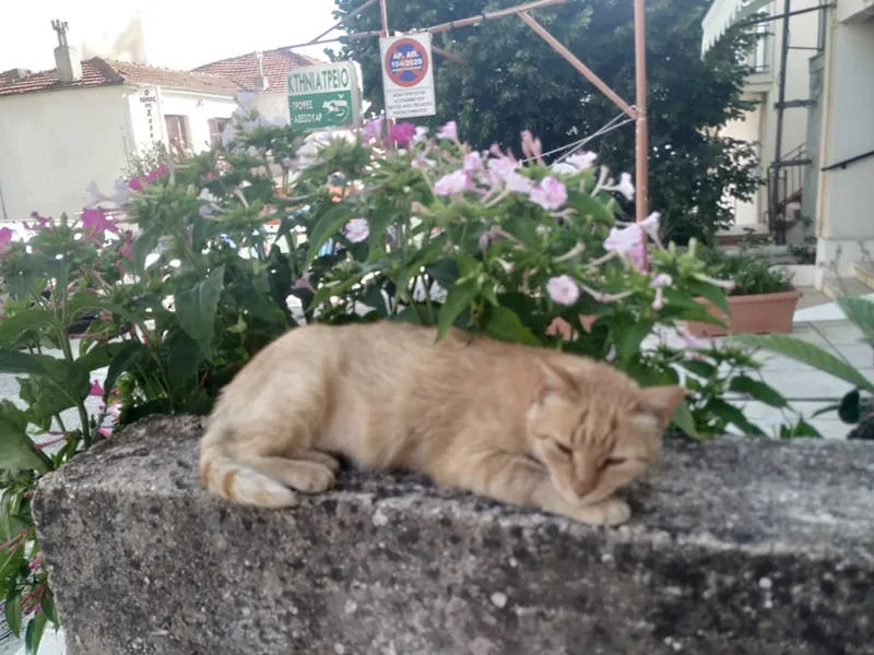 ΚΤΗΝΙΑΤΡΕΙΟ ΒΑΣΙΛΙΚΗ ΤΑΧΜΑΤΖΙΔΟΥ