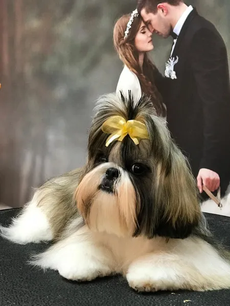 Stylish Dog Pet Grooming