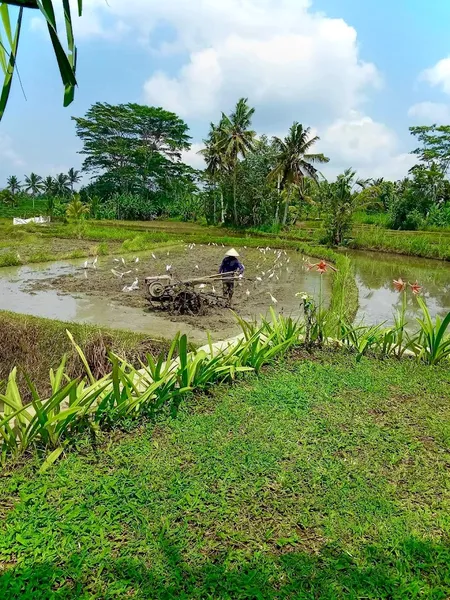 Warung Makan Padi Kuning