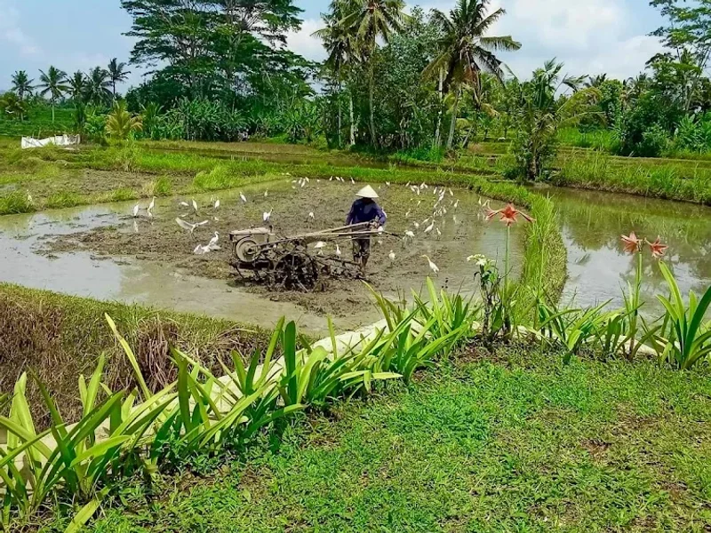 Warung Makan Padi Kuning