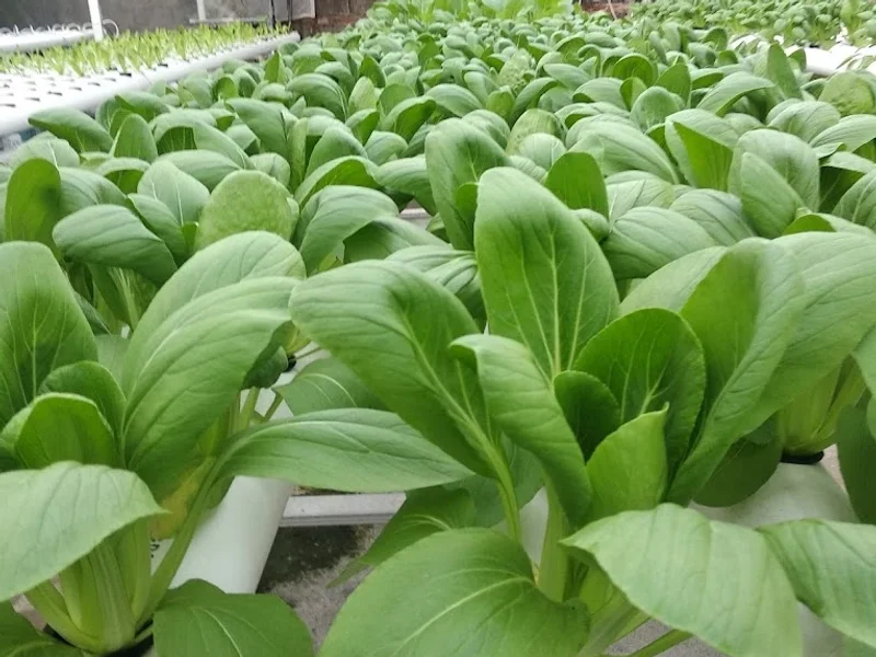 KANTIN LOBONG DAN LUMBUNG HIDROPONIK