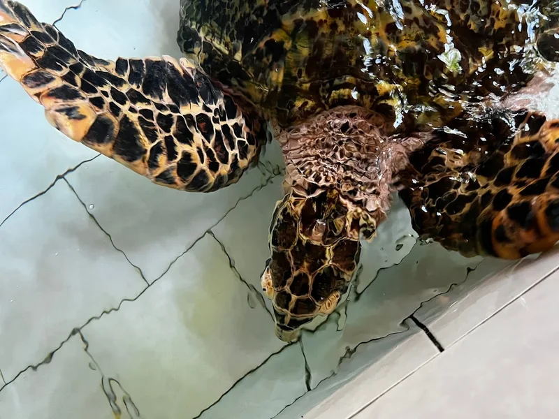 Reef Seen Divers Resort