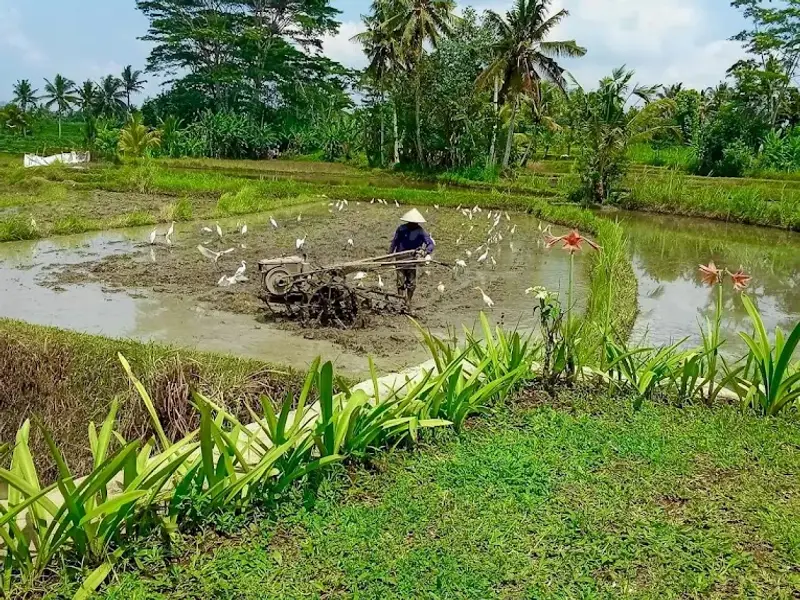 Warung Makan Padi Kuning
