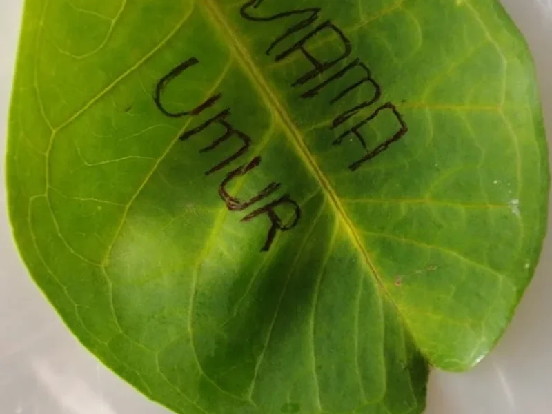 Dapur naomy cakung timur