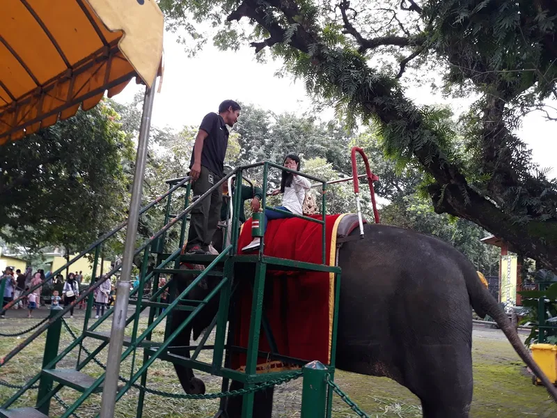 Breakfast With Elephant Surabaya Zoo