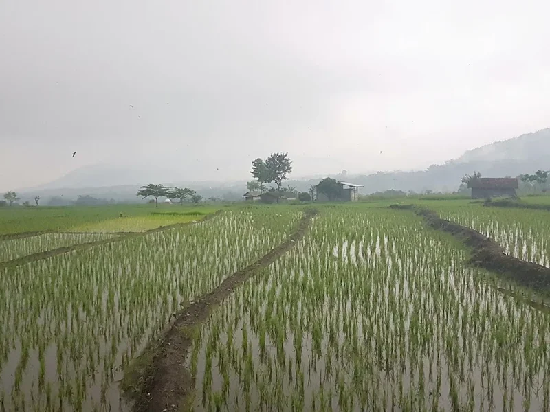 Kuliner Sehat Indonesia