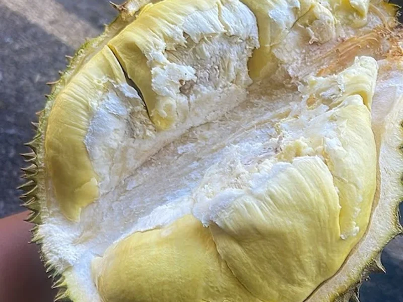 SINTA DURIAN MONTONG BALI