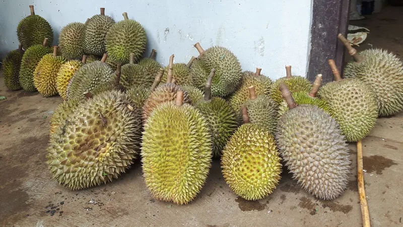 Rumah Durian