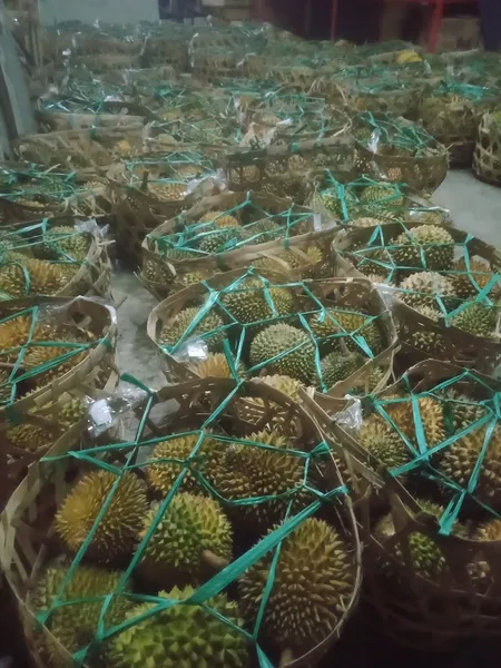 Agen Durian Surabaya "RIA"