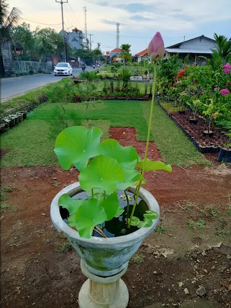 Alanna Garden Silungan