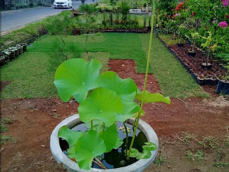 Alanna Garden Silungan