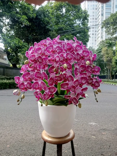 Samudra florist