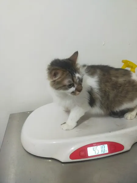 Stella Vet Rawamangun / Matraman ( Dokter Hewan, Grooming & Petshop )