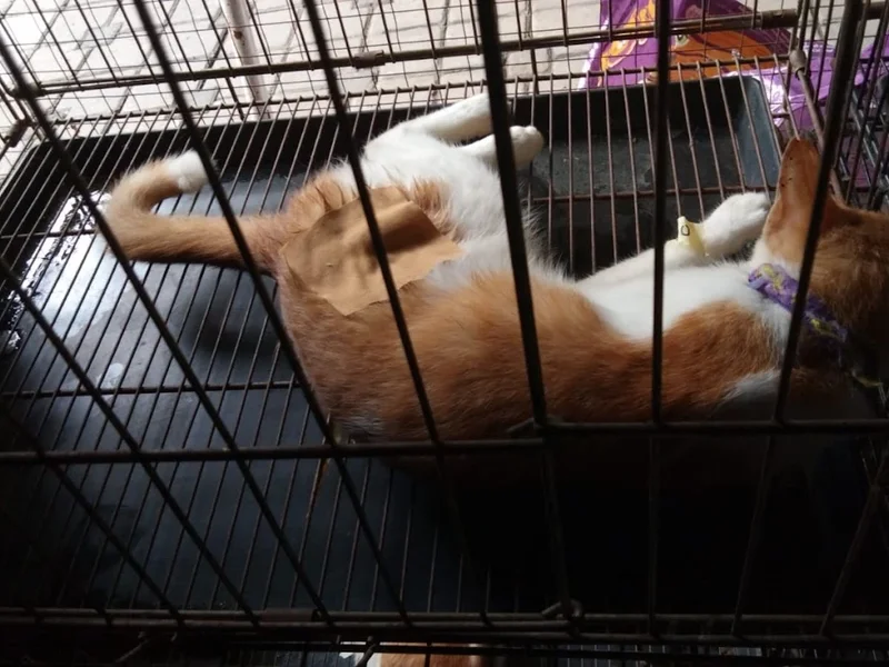 Praktek Dokter Hewan Get Vet