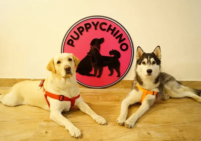 Puppychino - Dog Food&Bakery