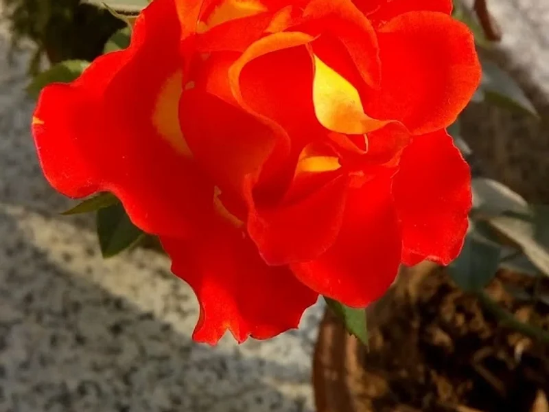 Sanjeevani Healing Commune - Acupuncture Clinic