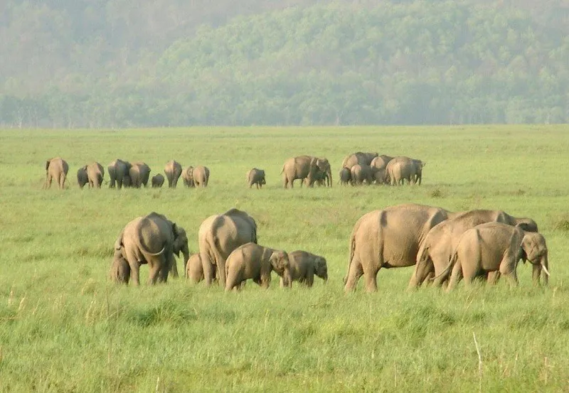 Raja Ji Tiger Reserve