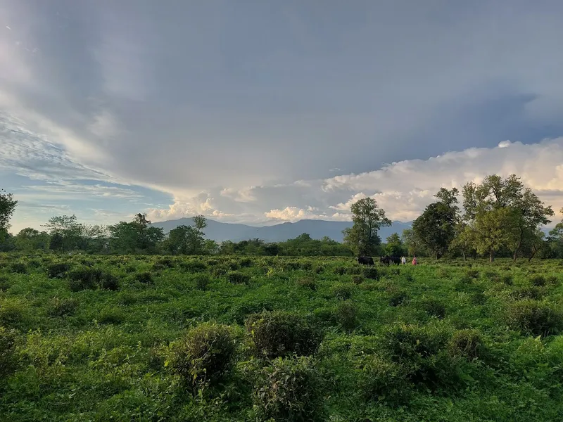 Tea estate (chai bagan)