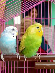 Best of 27 pet shops in Haridwar