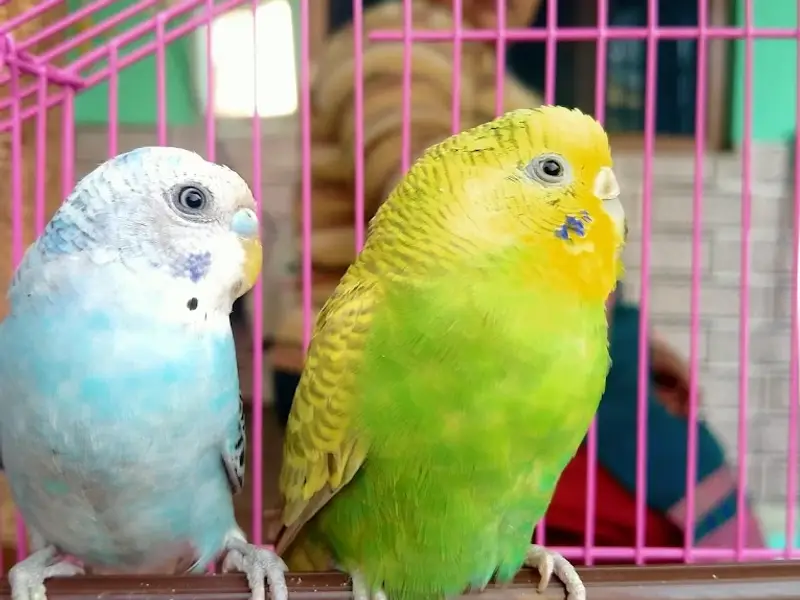 Dream World Aquarium - Aquarium And Fountain In Haridwar