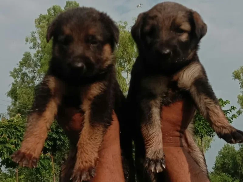 dhingra the dog seller