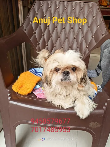 Anuj Pet Shop