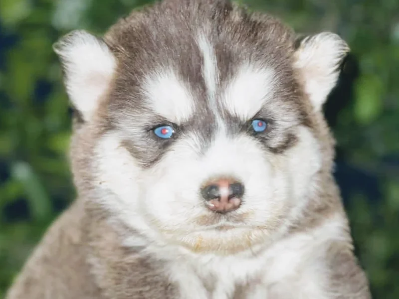 All Breed Dog Kennels