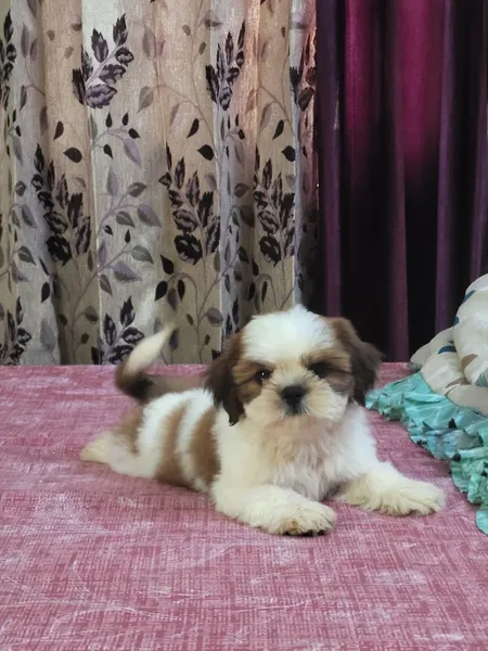 Barbie kennel - Pet shop in dehradun