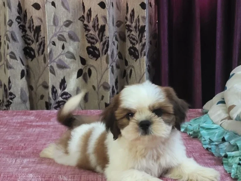 Barbie kennel - Pet shop in dehradun