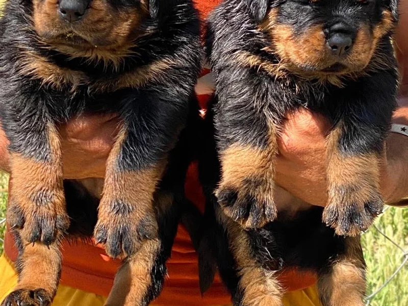 Royal Sheps Dog Kennel